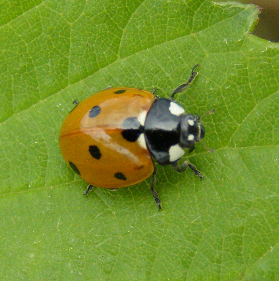 Copyright: Steve Terry