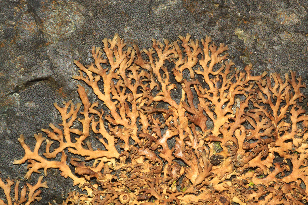 Copyright: Steve Terry