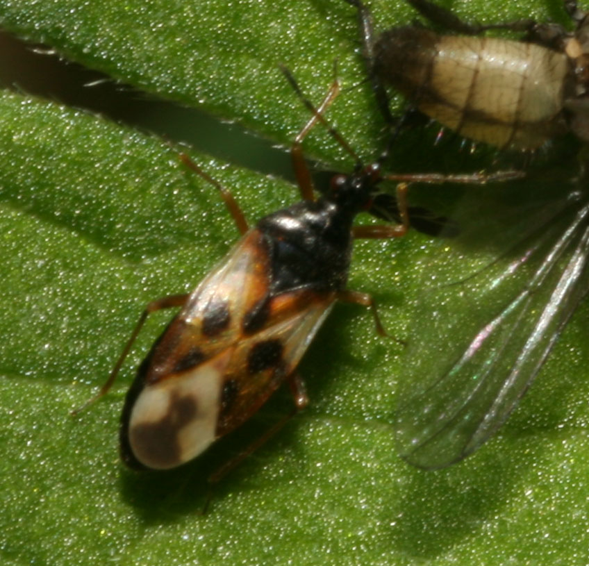 Copyright: Steve Terry