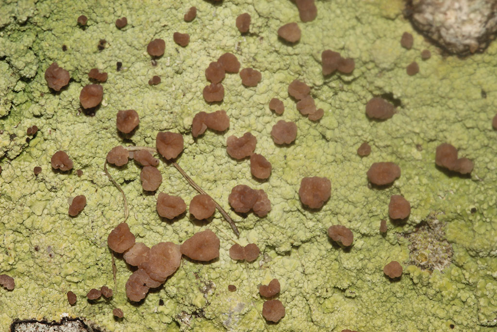 Copyright: Steve Terry