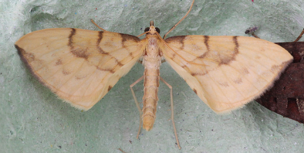 Copyright: Steve Terry