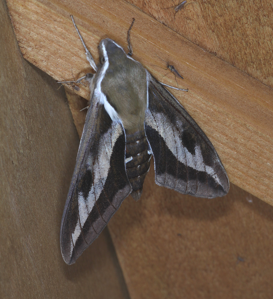 Copyright: Steve Terry