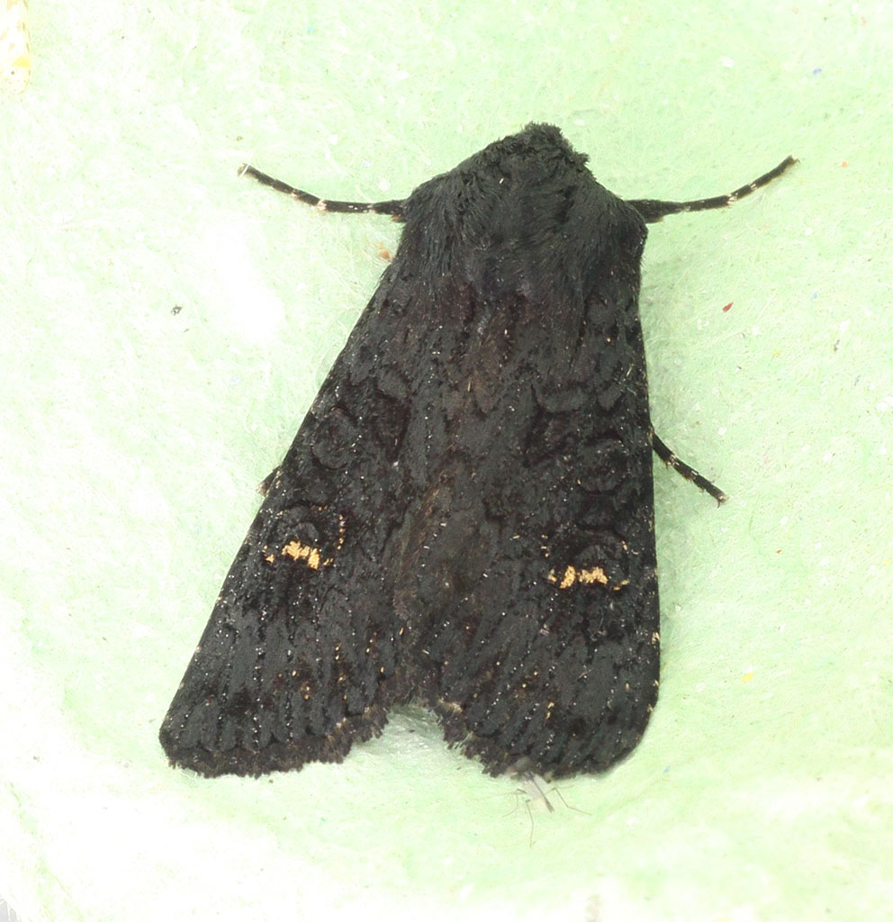 Copyright: Steve Terry