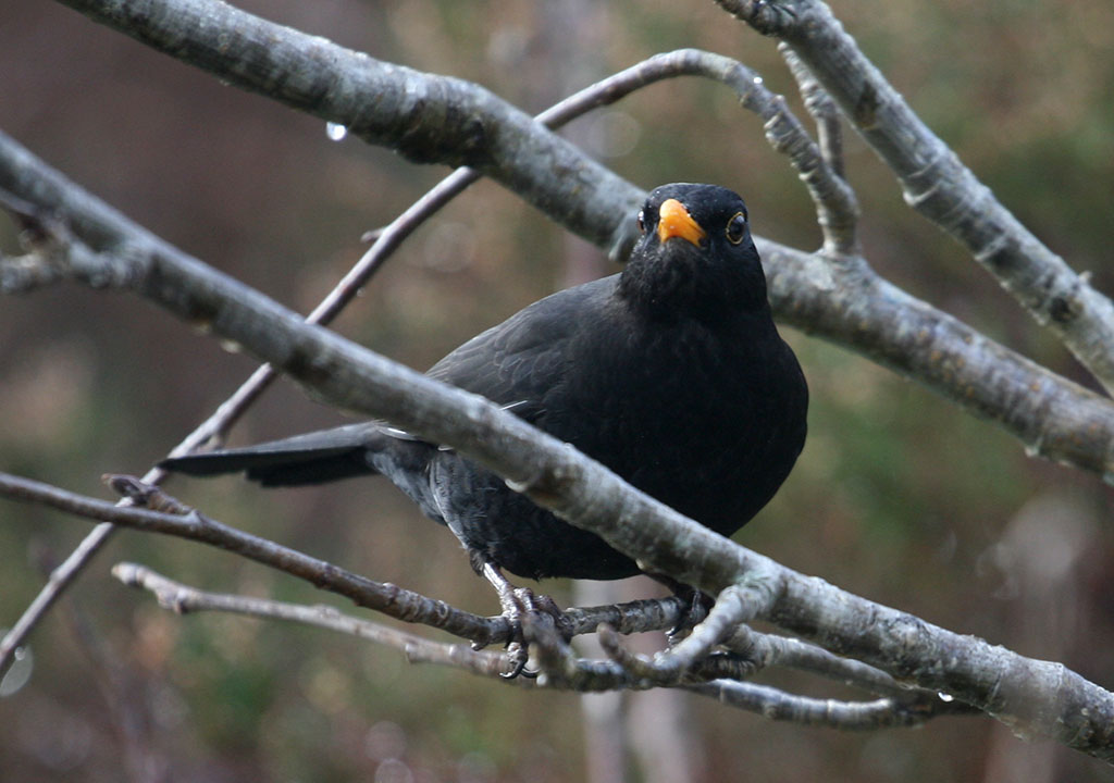 Copyright: Steve Terry