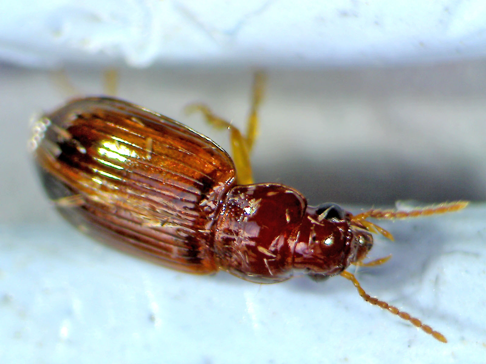 Copyright: Steve Terry