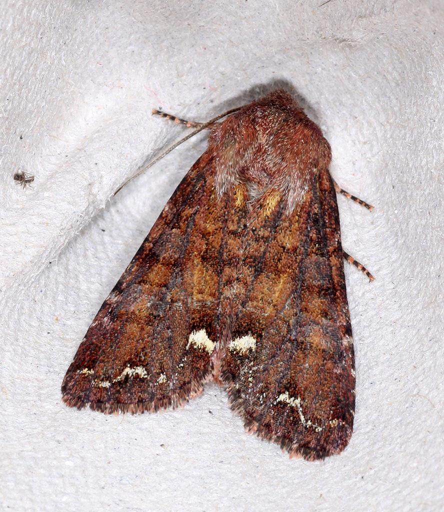 Copyright: Steve Terry