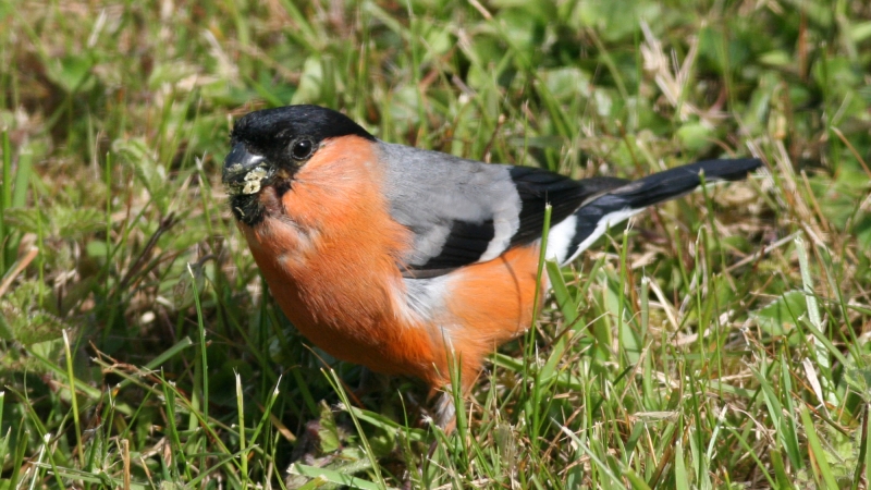 Copyright: Ken Billington