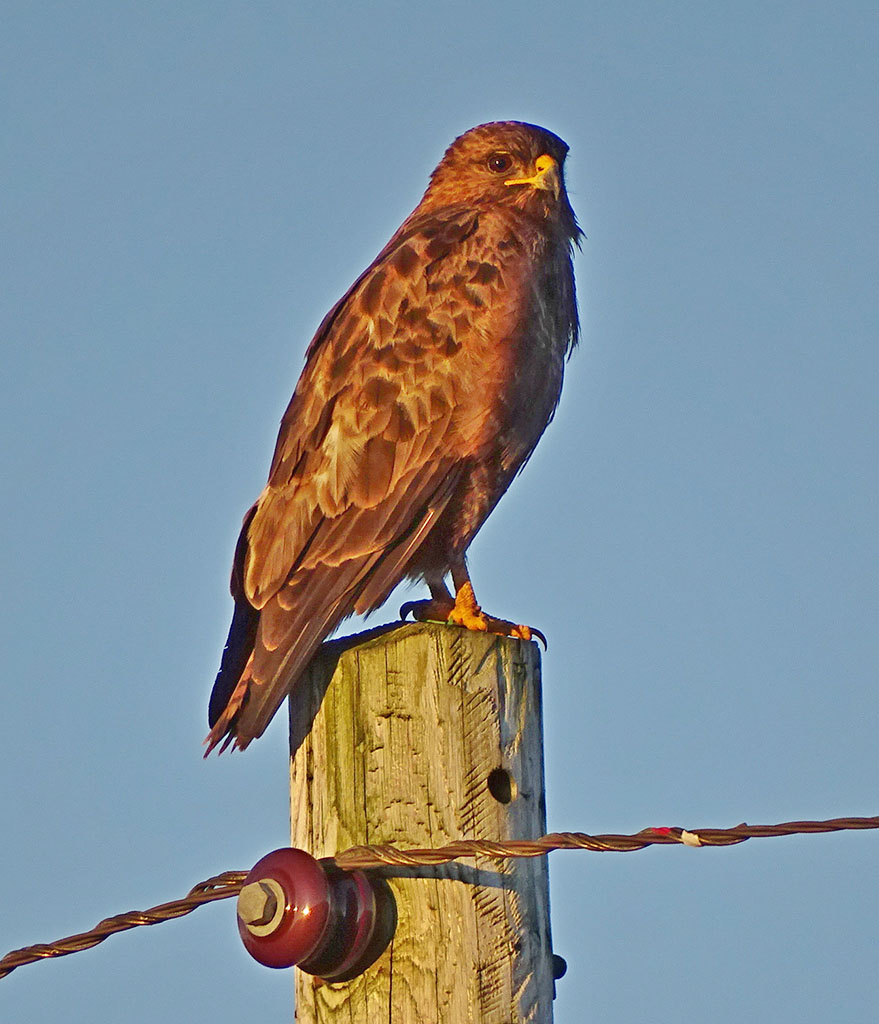 Copyright: Ray Jones