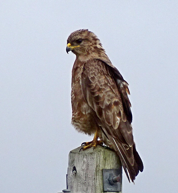 Copyright: Ray Jones