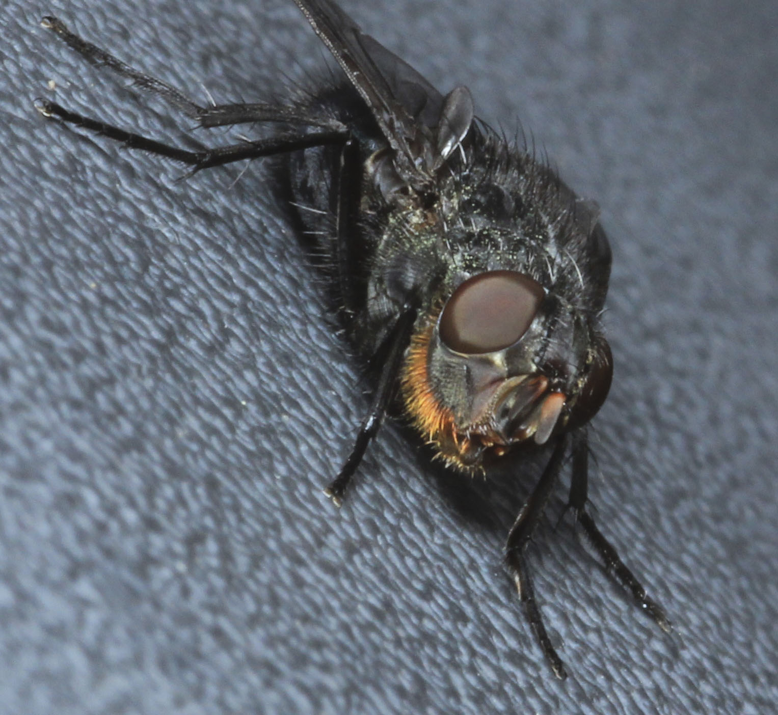 Copyright: Steve Terry