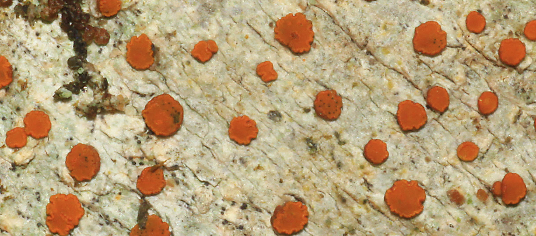 Copyright: Steve Terry