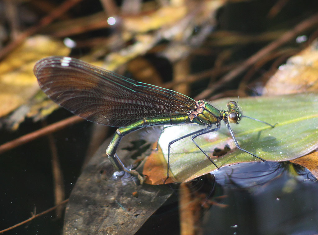 Copyright: Steve Terry