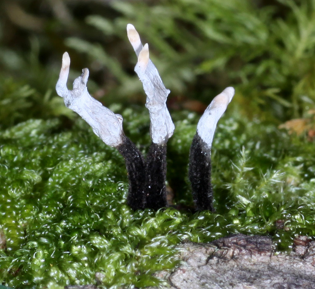 Copyright: Steve Terry