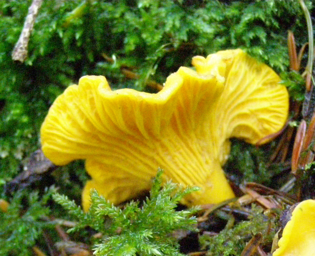 Copyright: Steve Terry