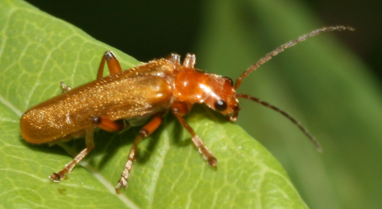 Copyright: Steve Terry