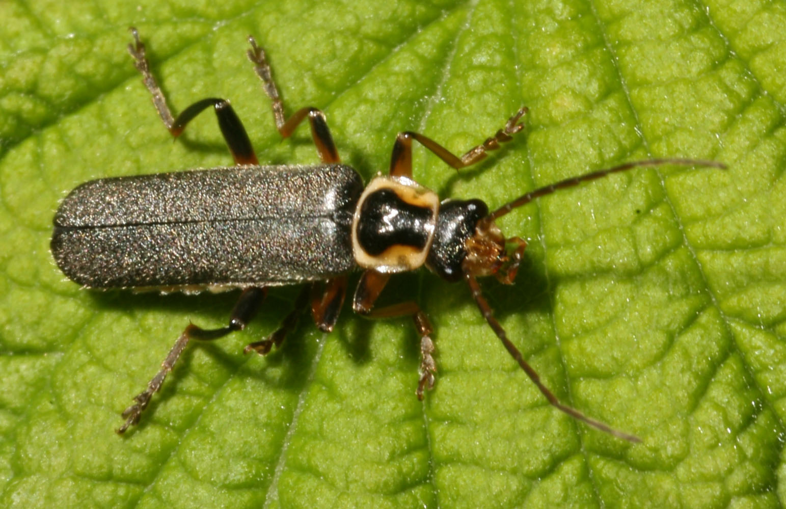 Copyright: Steve Terry