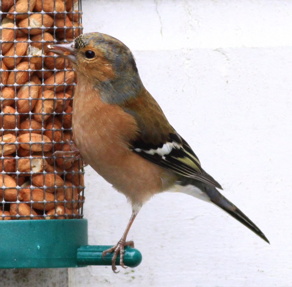 Copyright: Steve Terry