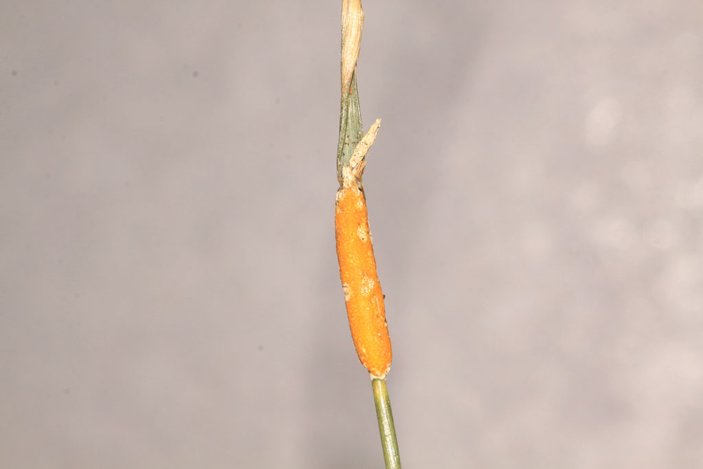 Copyright: Steve Terry