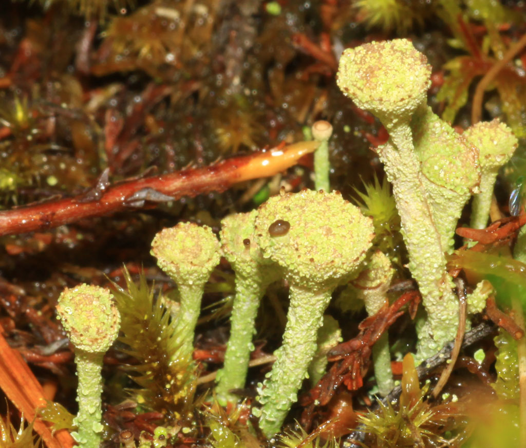 Copyright: Steve Terry