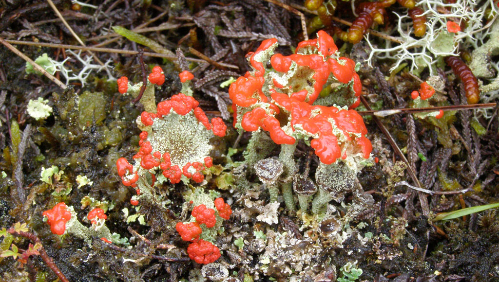 Copyright: Steve Terry