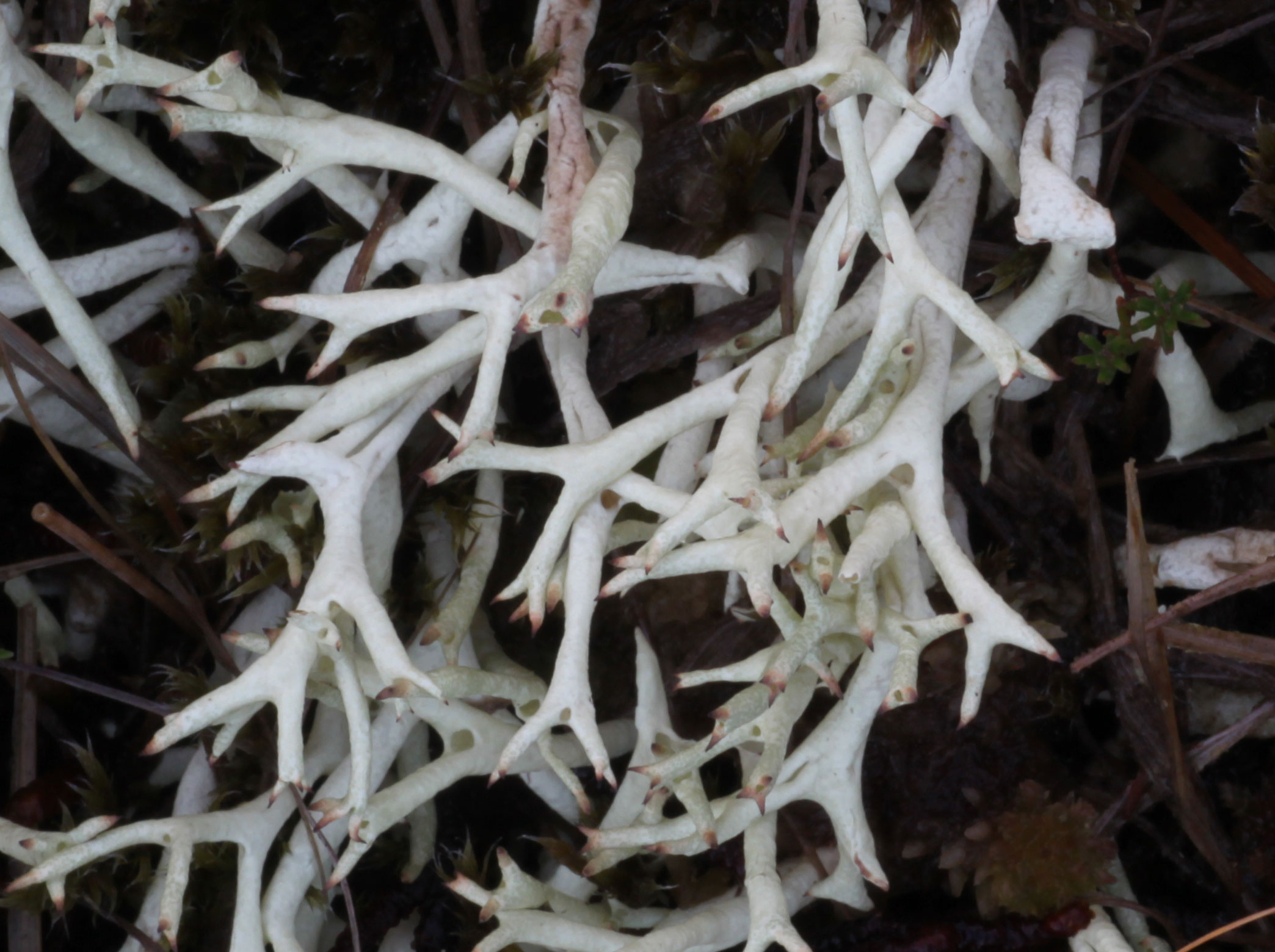 Copyright: Steve Terry