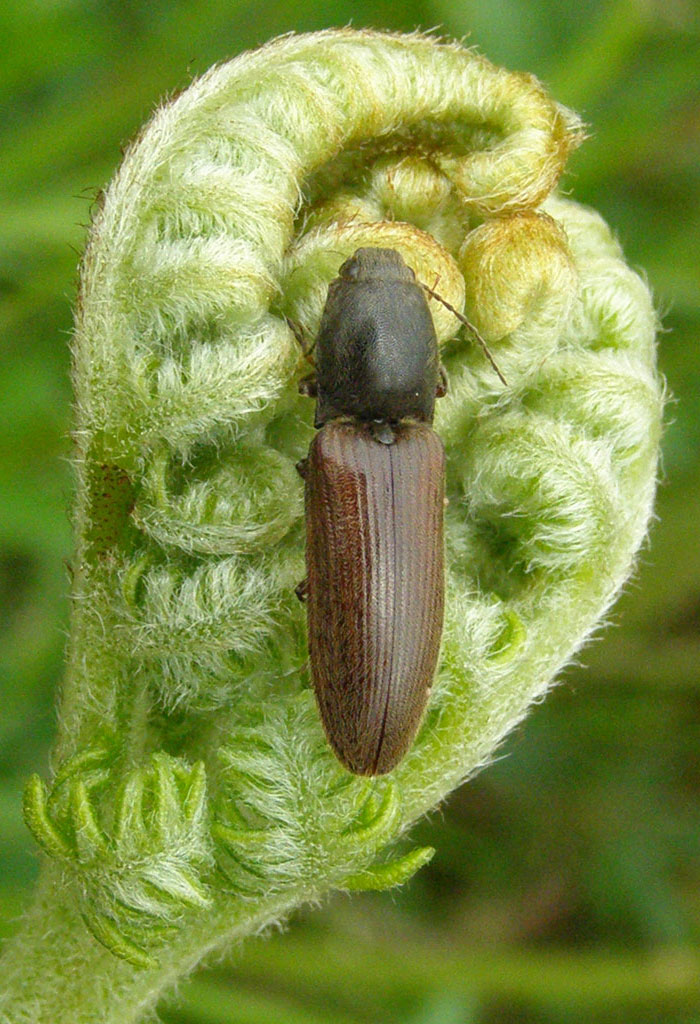 Copyright: Steve Terry