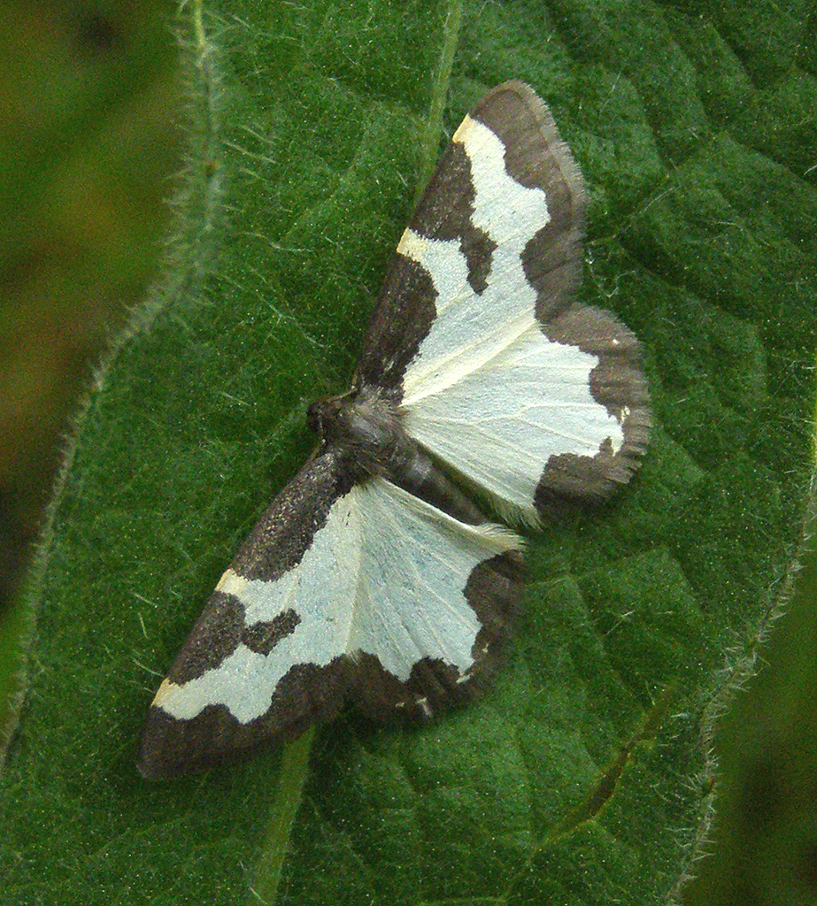 Copyright: Steve Terry