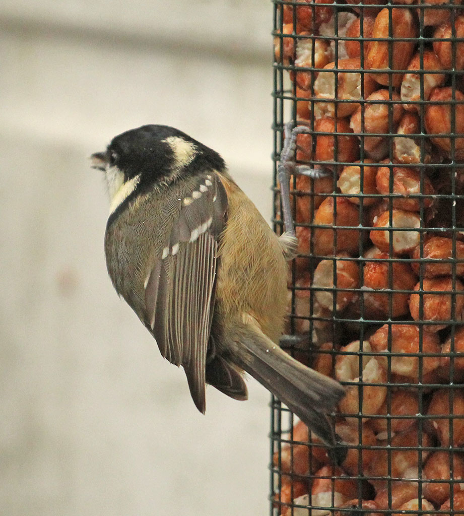 Copyright: Steve Terry