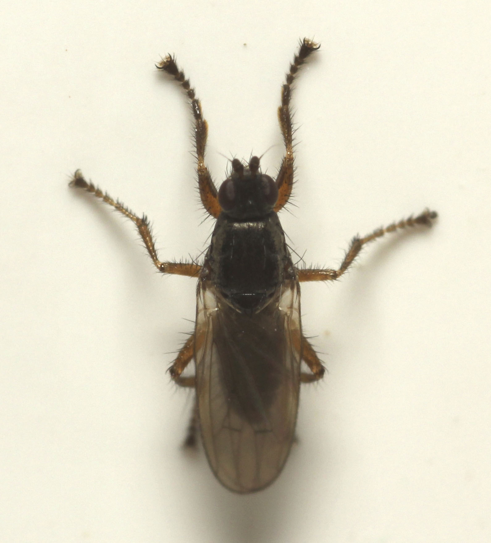 Copyright: Steve Terry