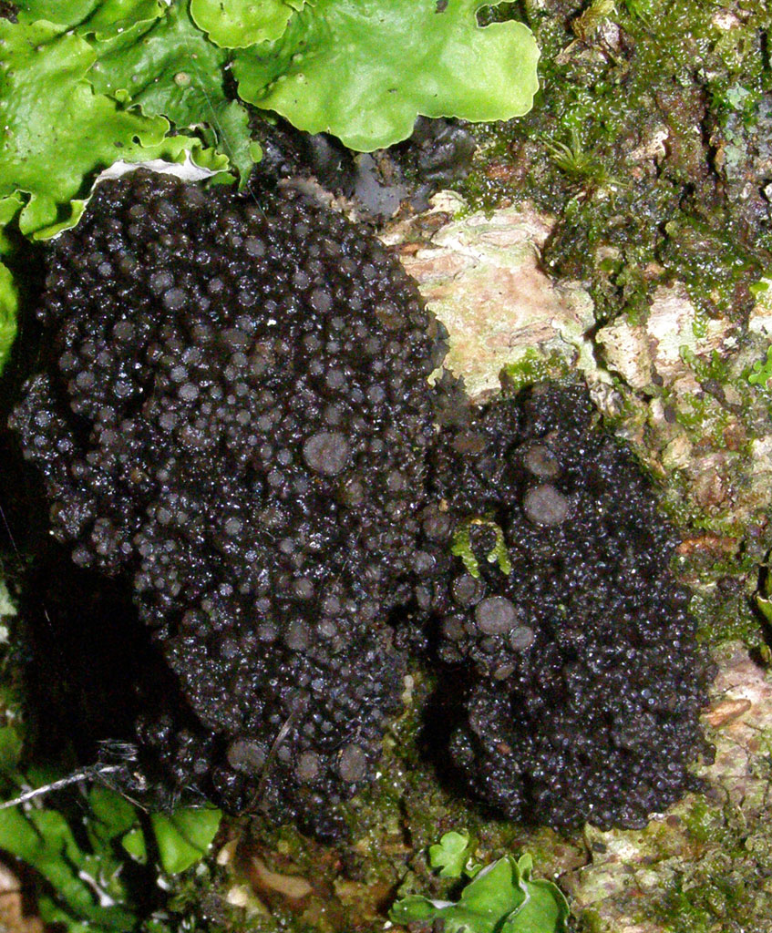 Copyright: Steve Terry