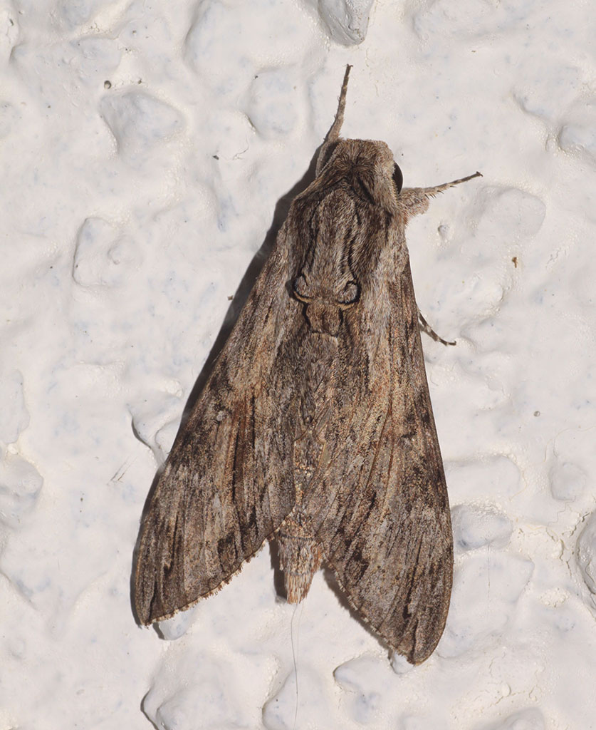 Copyright: Steve Terry