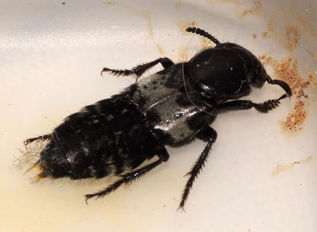 Copyright: Steve Terry