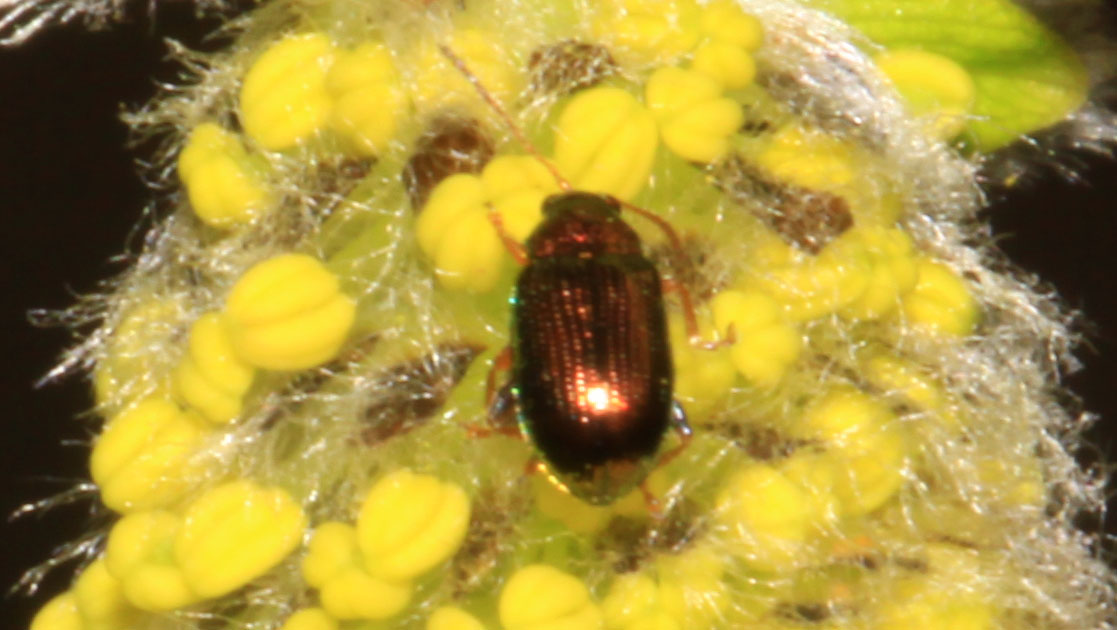 Copyright: Steve Terry