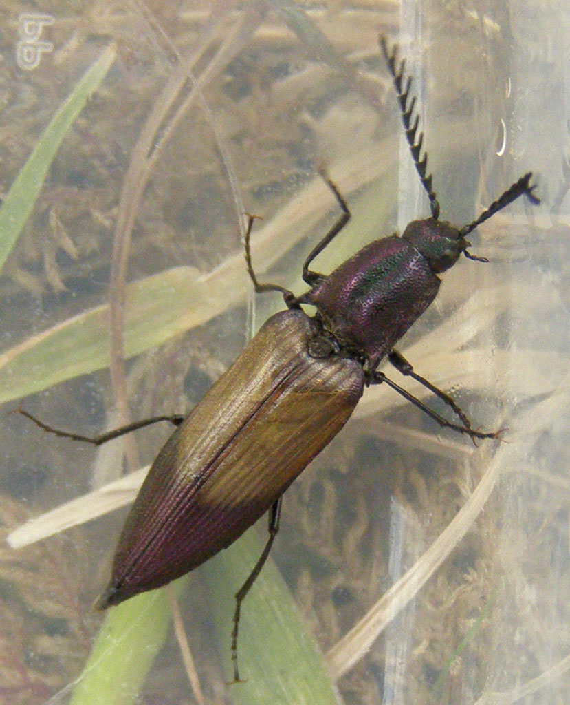 Copyright: Steve Terry