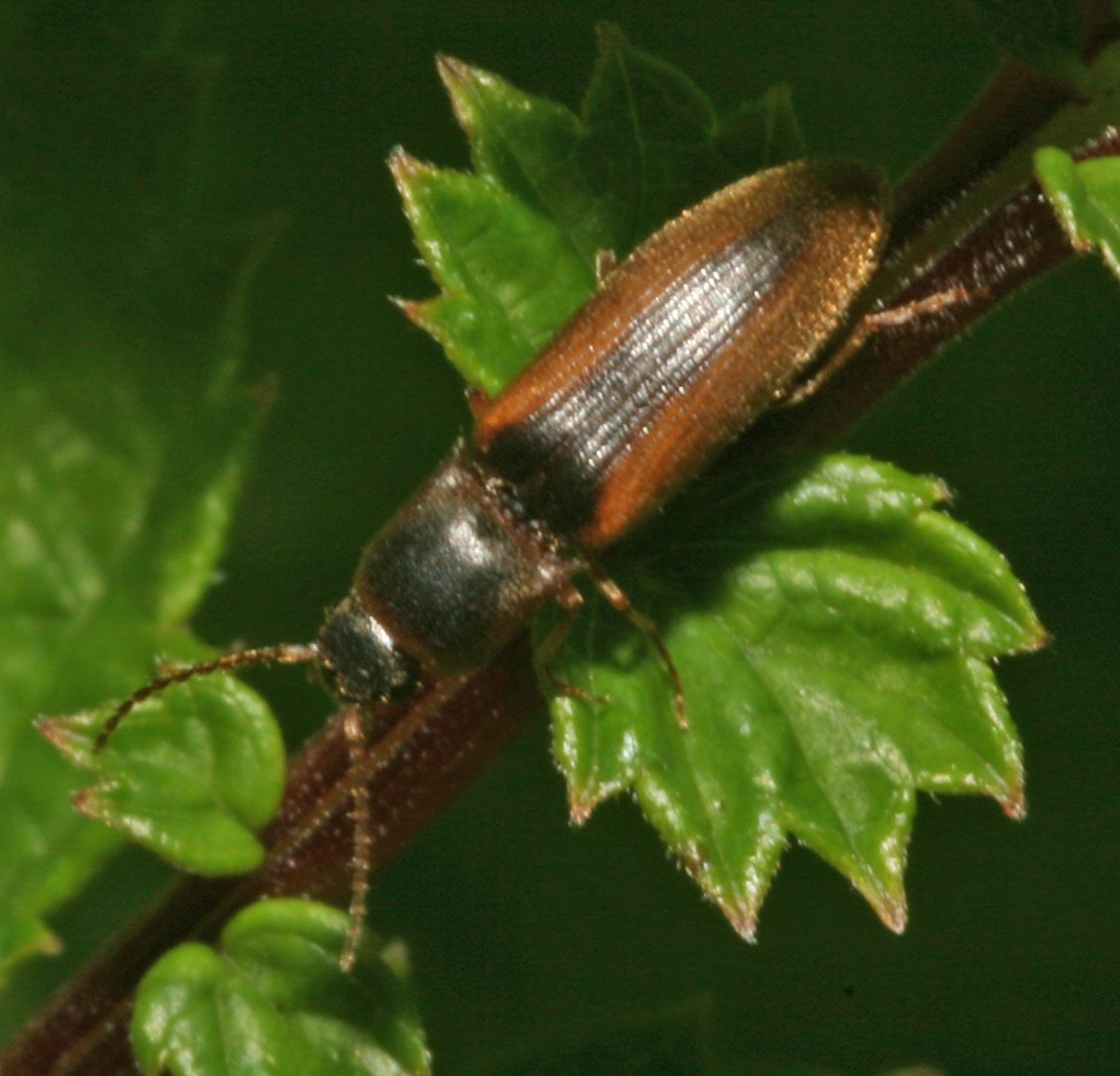 Copyright: Steve Terry