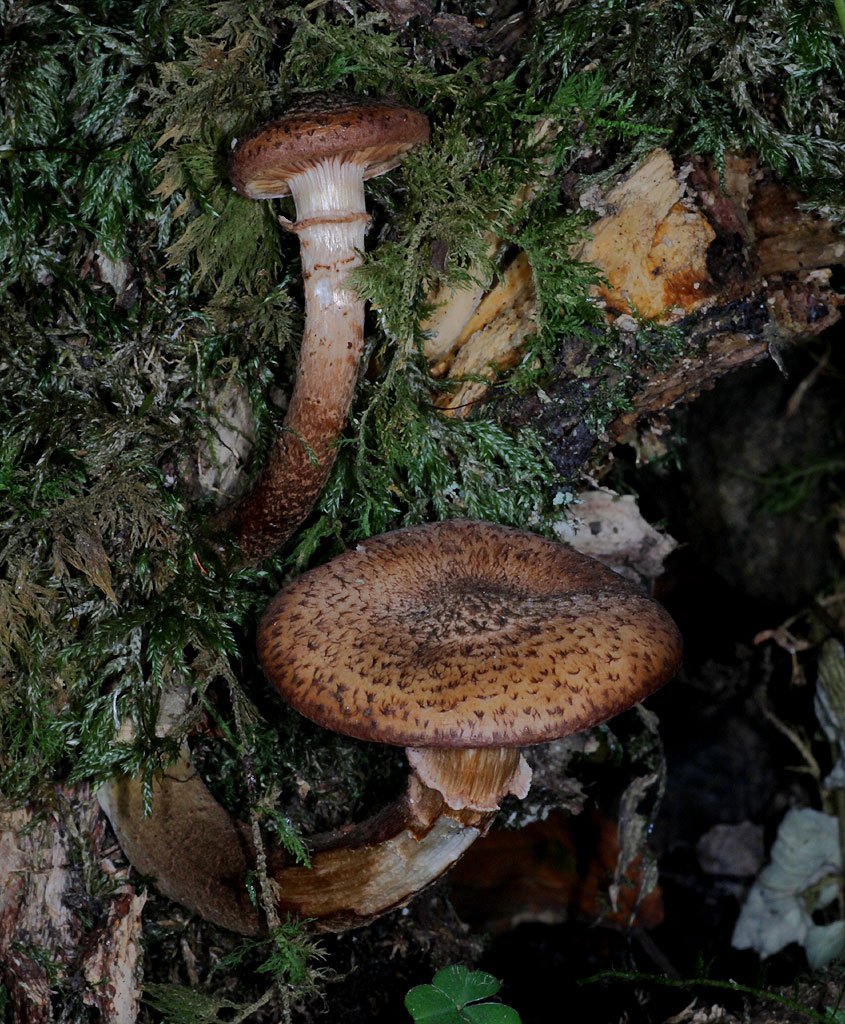 Copyright: Steve Terry