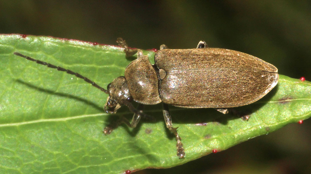 Copyright: Steve Terry