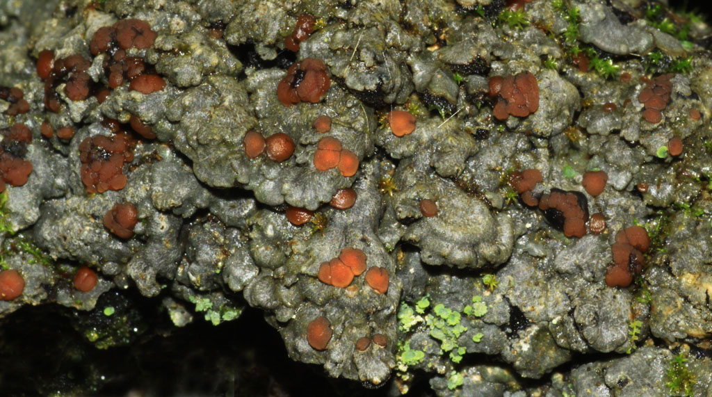 Copyright: Steve Terry