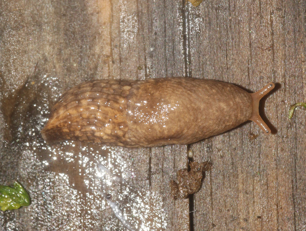 Copyright: Steve Terry