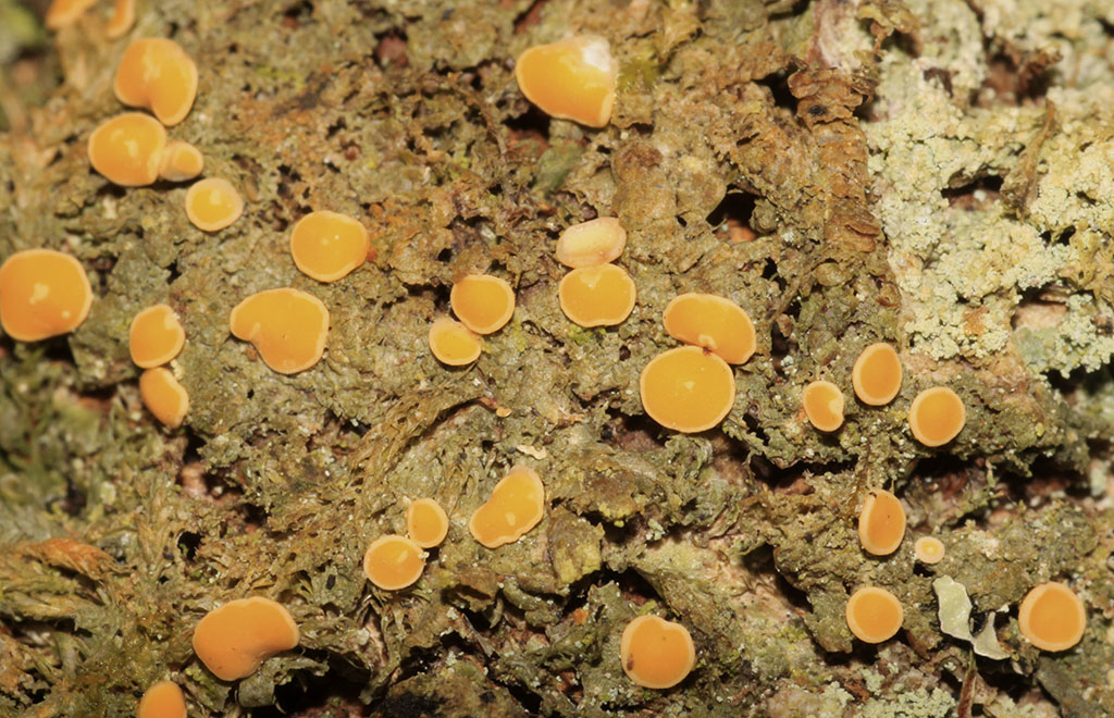 Copyright: Steve Terry