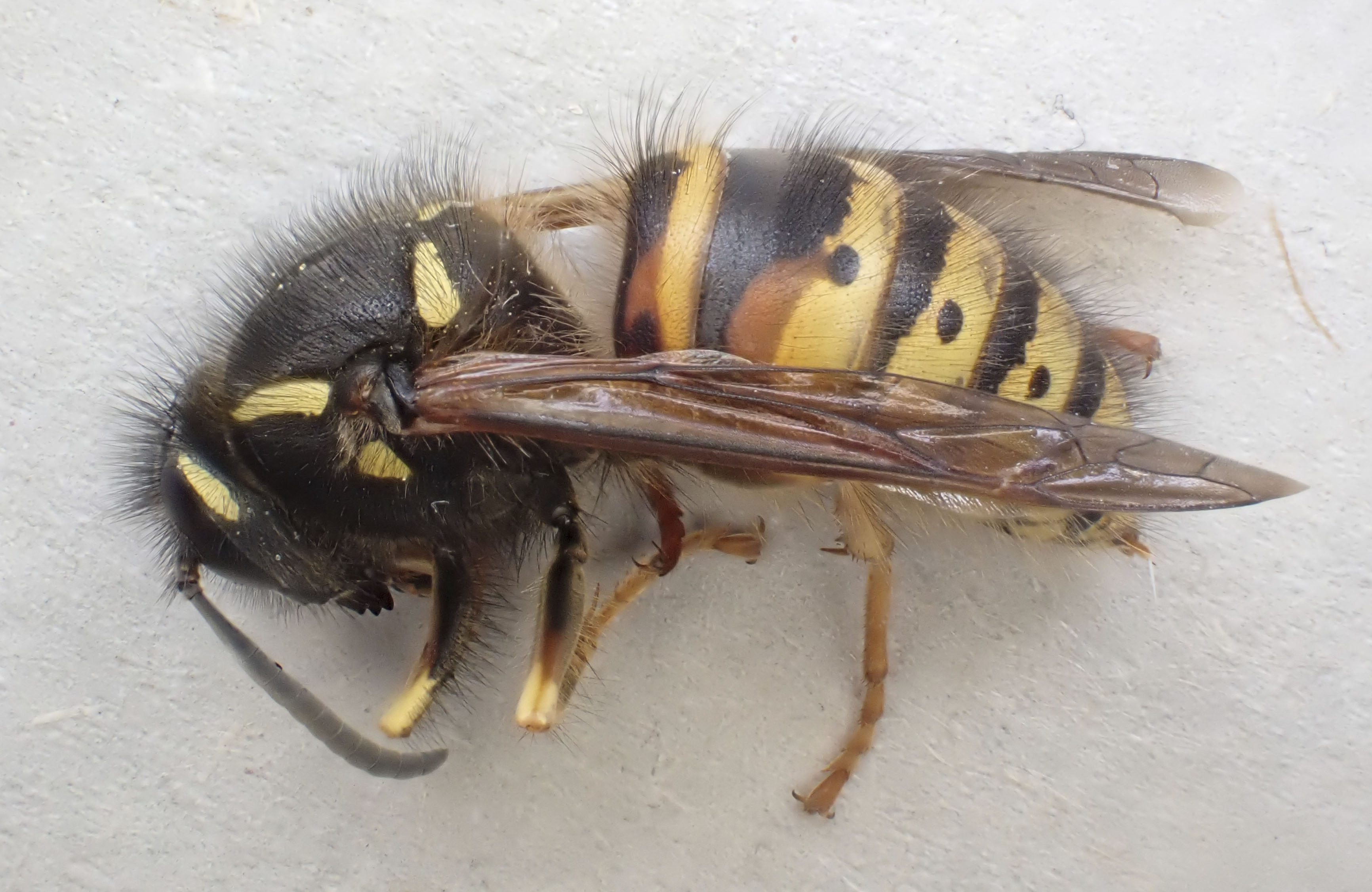 Copyright: Steve Terry