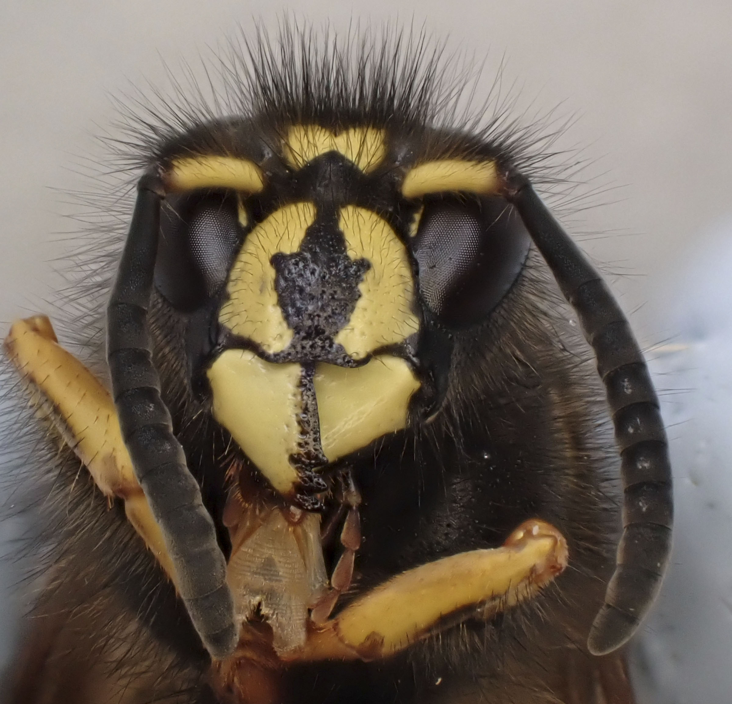 Copyright: Steve Terry