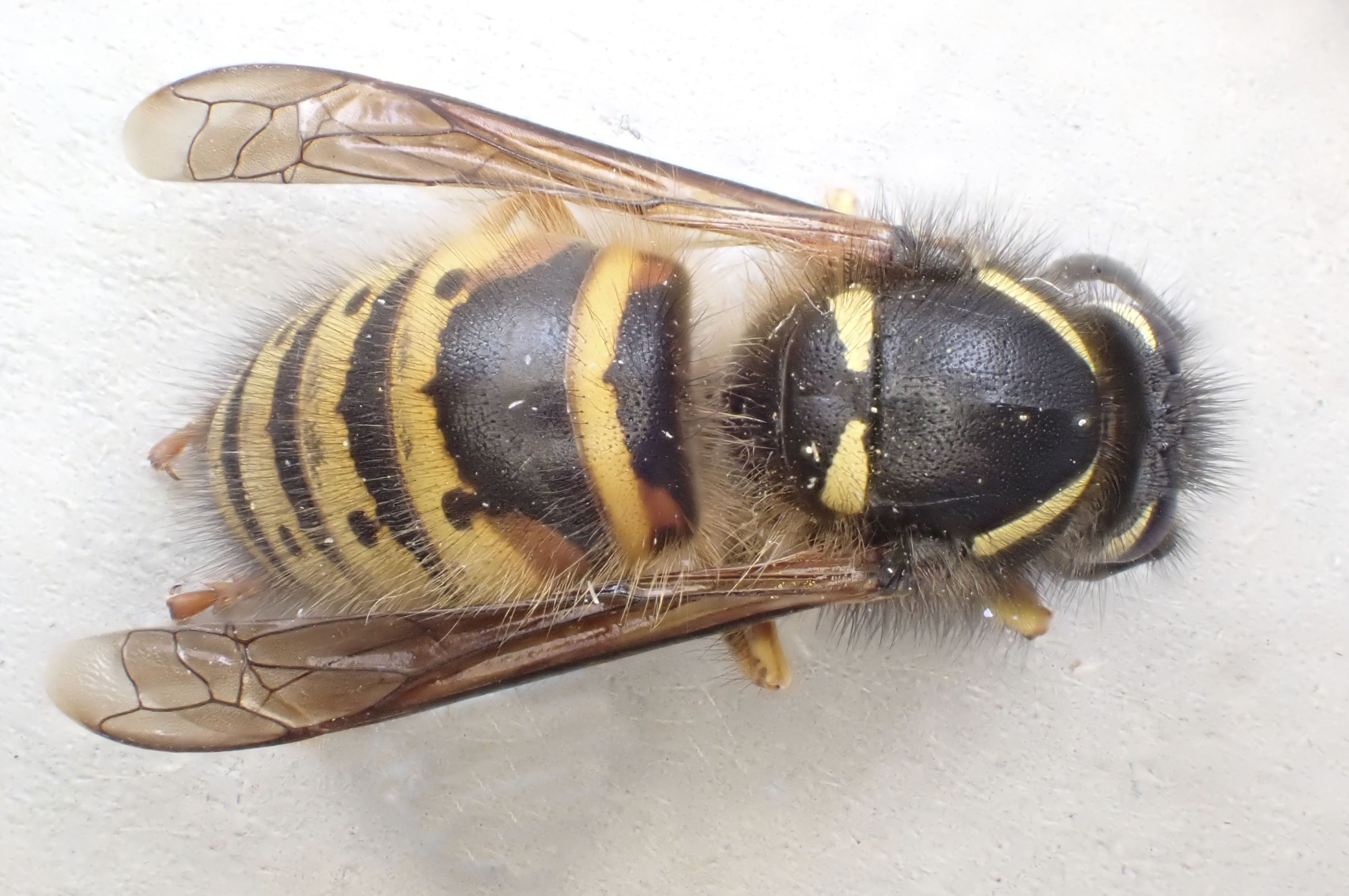 Copyright: Steve Terry