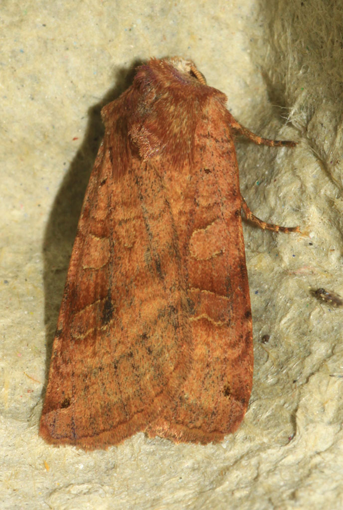 Copyright: Steve Terry