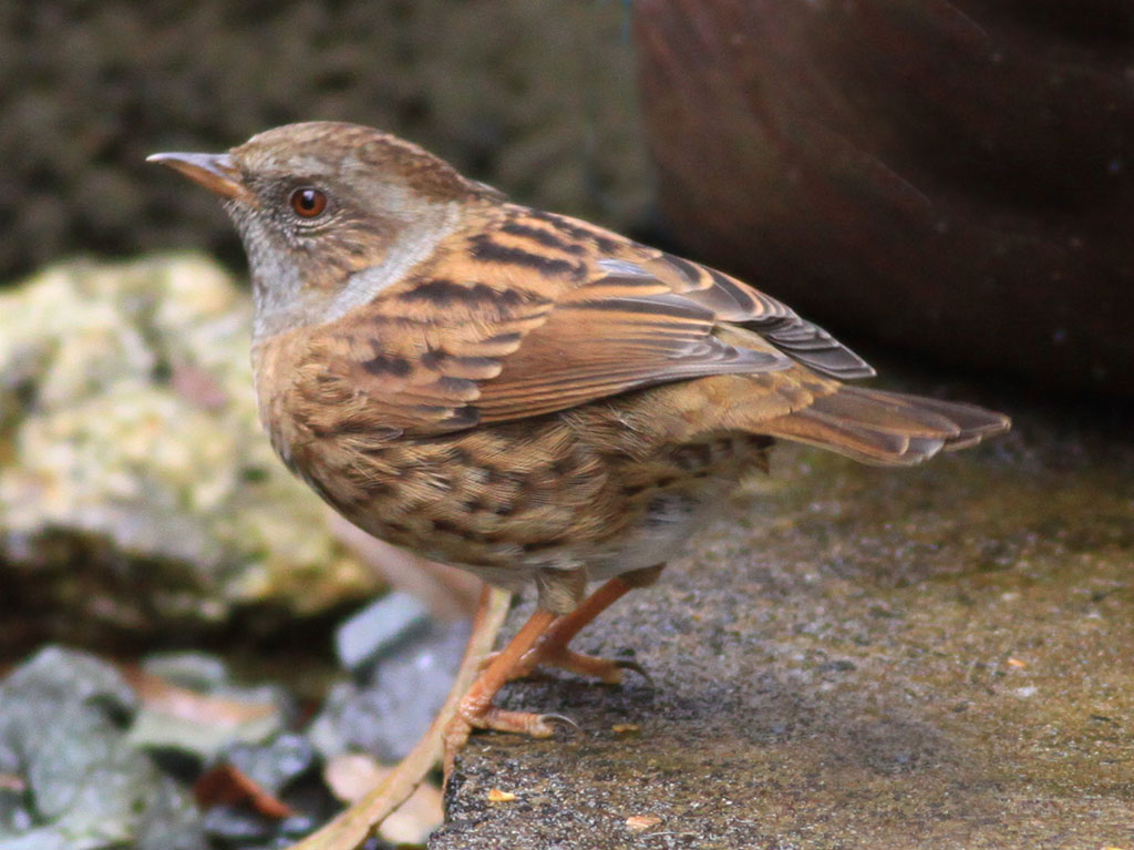 Copyright: Steve Terry