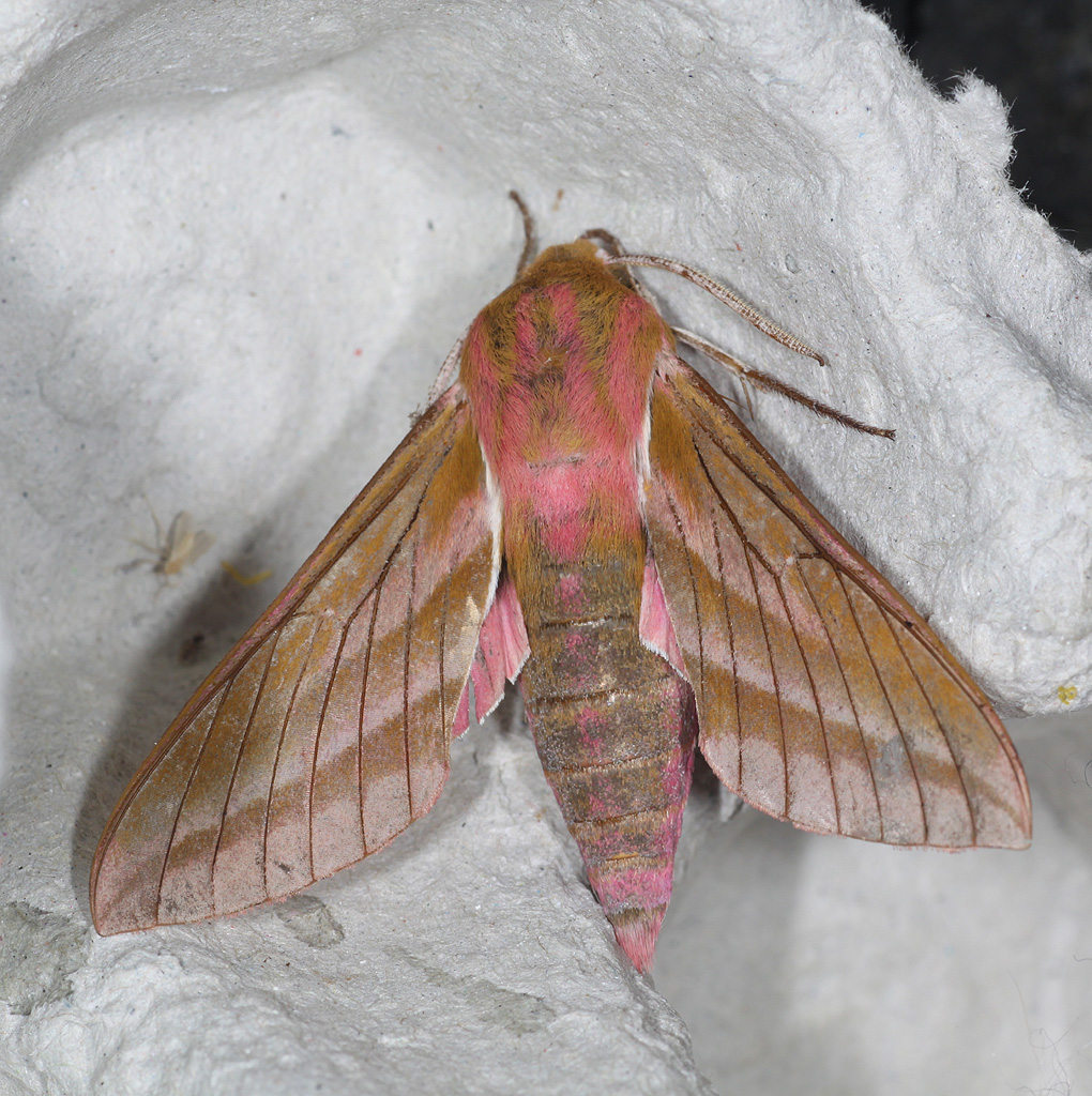 Copyright: Steve Terry