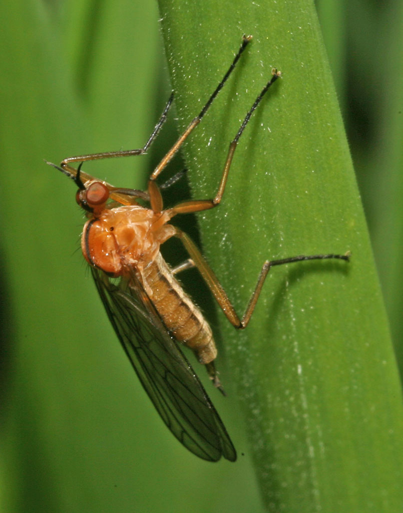 Copyright: Steve Terry