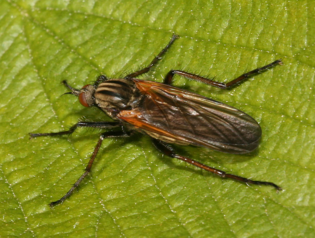 Copyright: Steve Terry