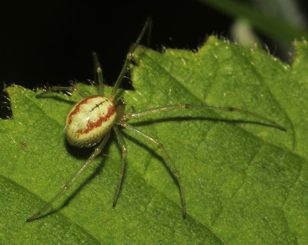 Copyright: Steve Terry