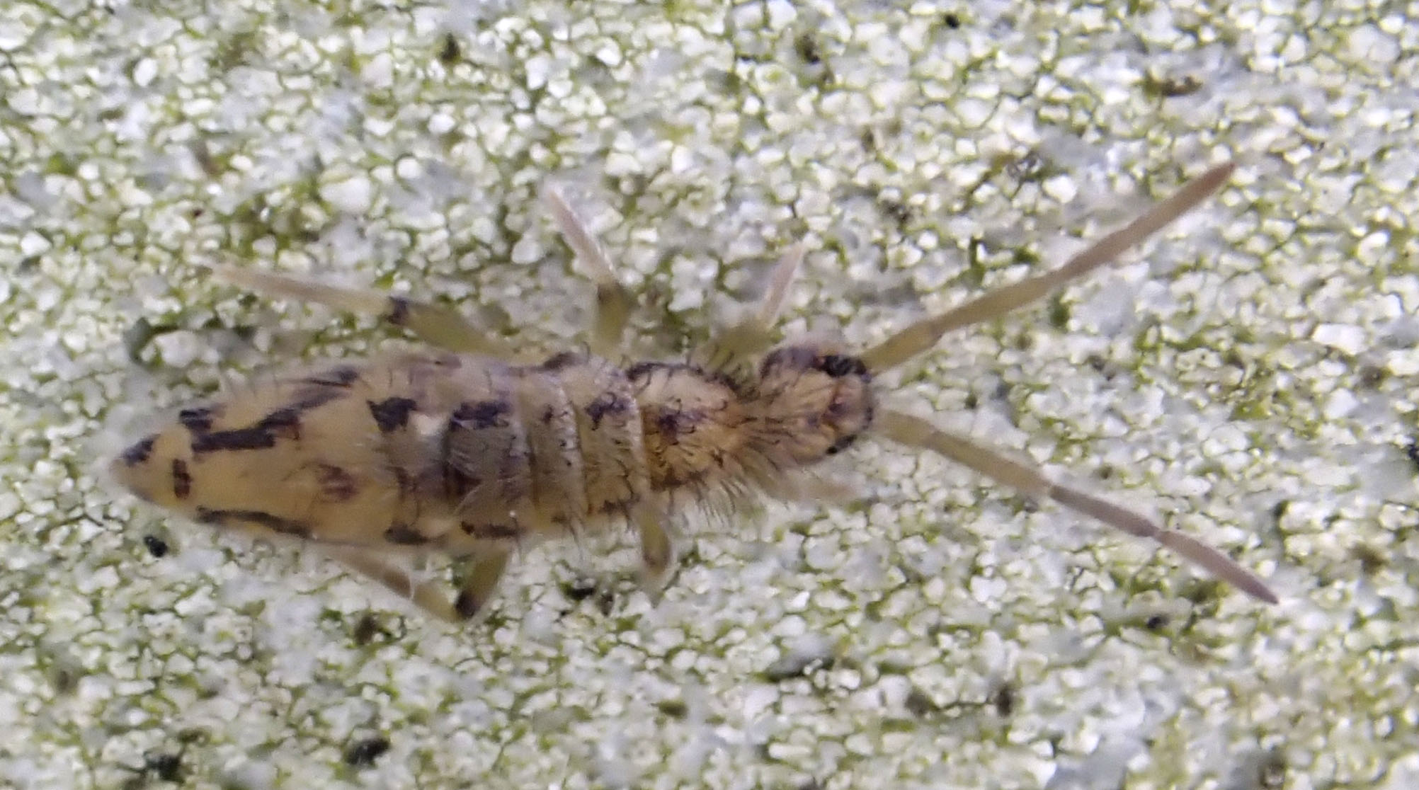 Copyright: Steve Terry